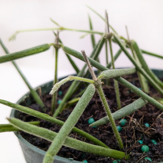 Hoya Insularis