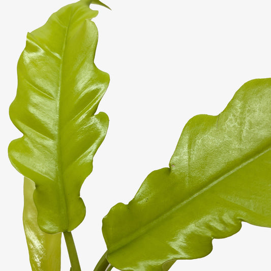 Philodendron 'Golden Crocodile'