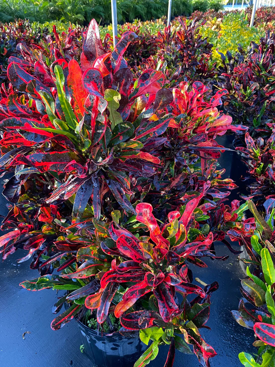 Crotons - Colorful Statement Pieces!