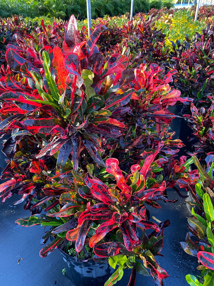 Crotons - Colorful Statement Pieces!