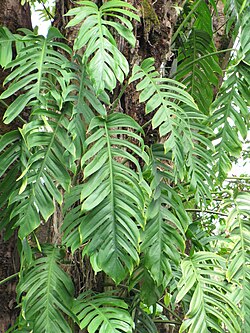 Epipremnum & Pothos