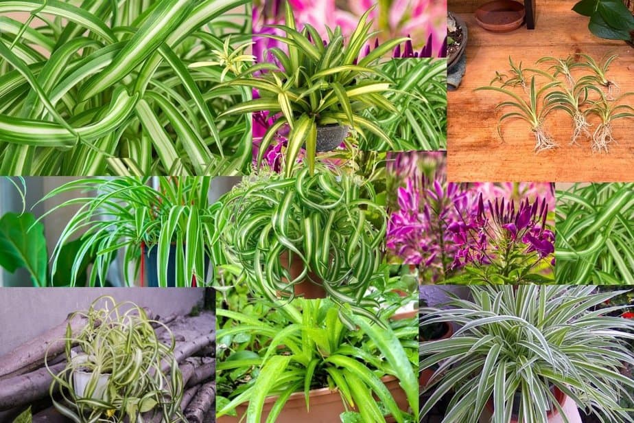 Spider Plants