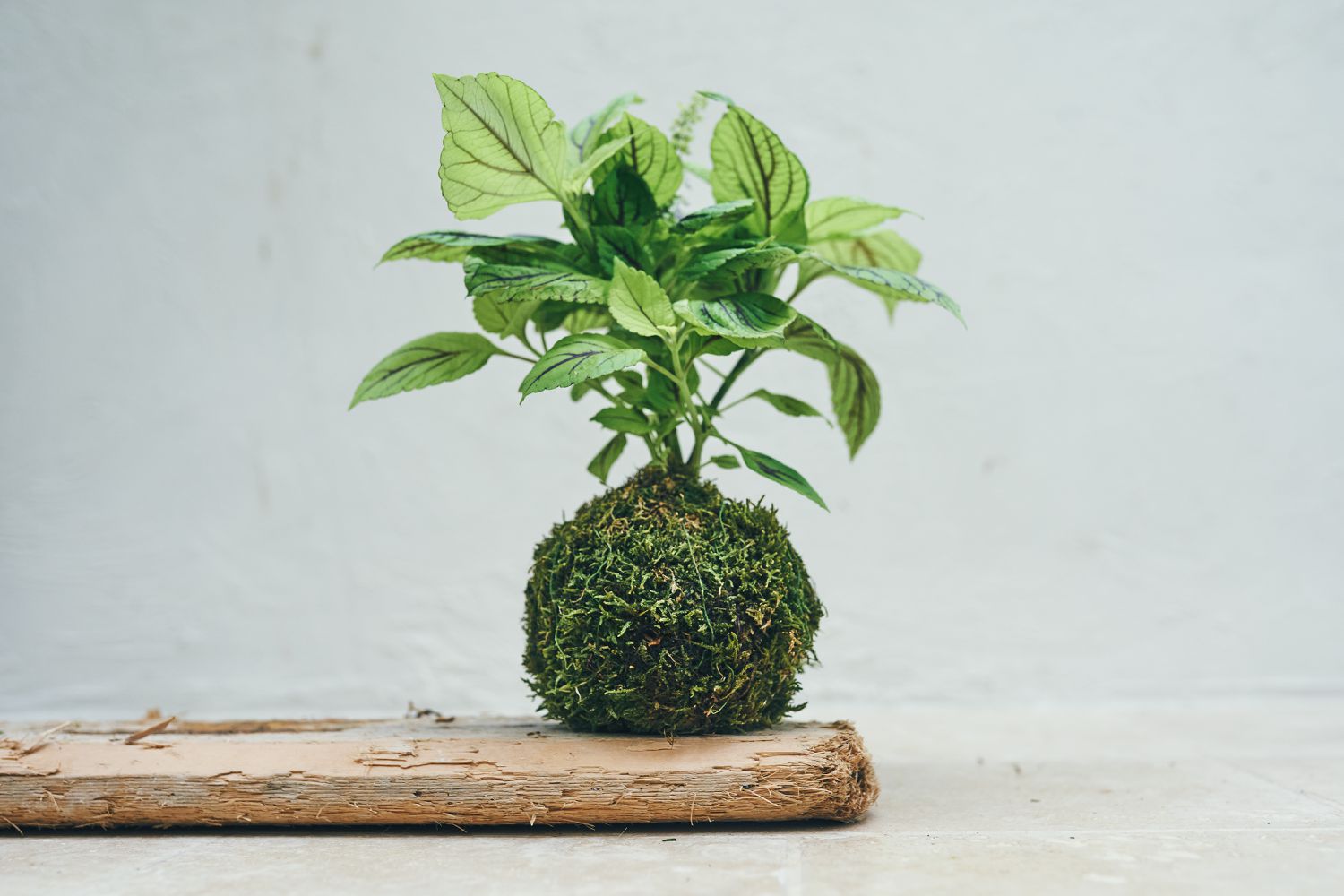 Kokedama Plants