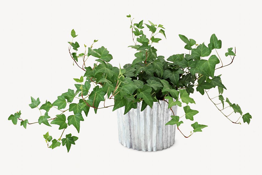 Ivy - No Poison Here!