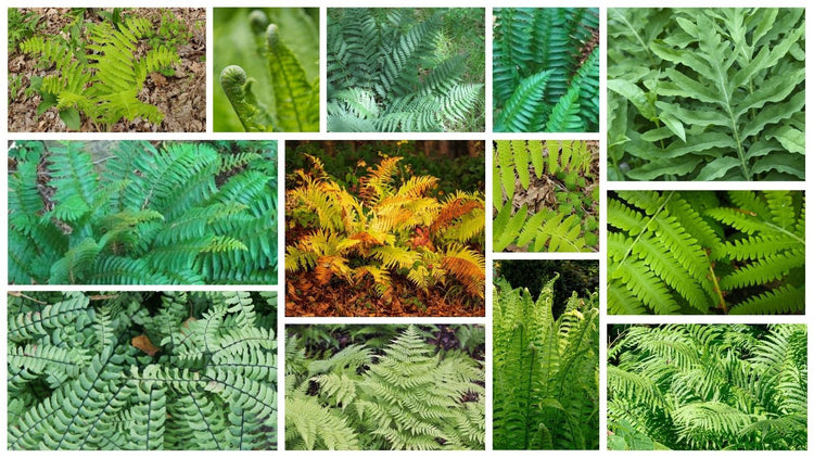 Ferns