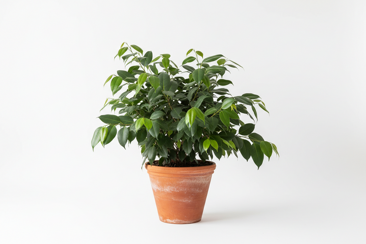 Ficus