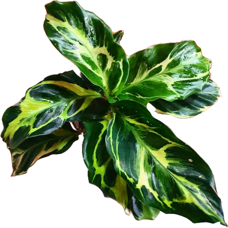 Calathea & Goeppertia