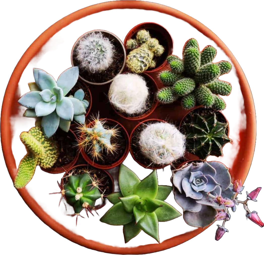 Succulents & Cacti