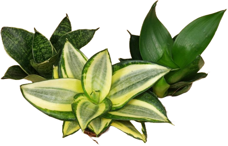 Dracaena & Sansevieria (Snake Plants)