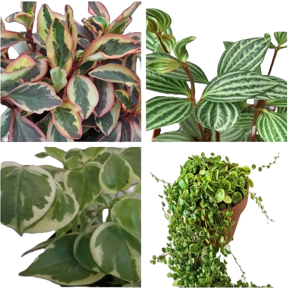 Peperomia