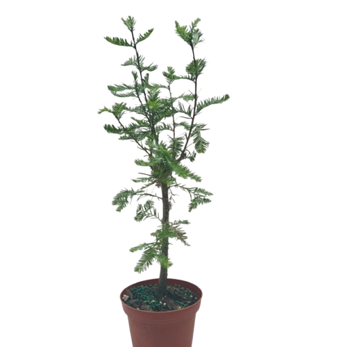 Bonsai Bald Cypress