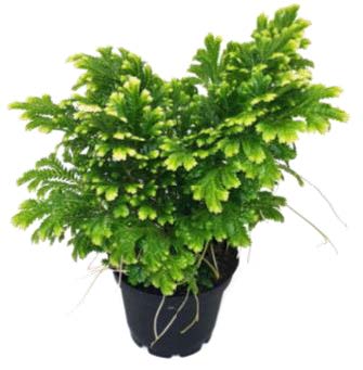 Fern 'Frosty'