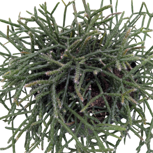 Succulent Cactus 'Mistletoe'