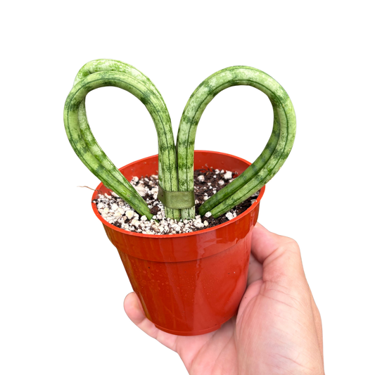 Snake 'Heart'